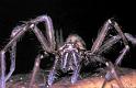 Tegenaria_parietina_P1542_Z_82_Les Gris_Frankrijk